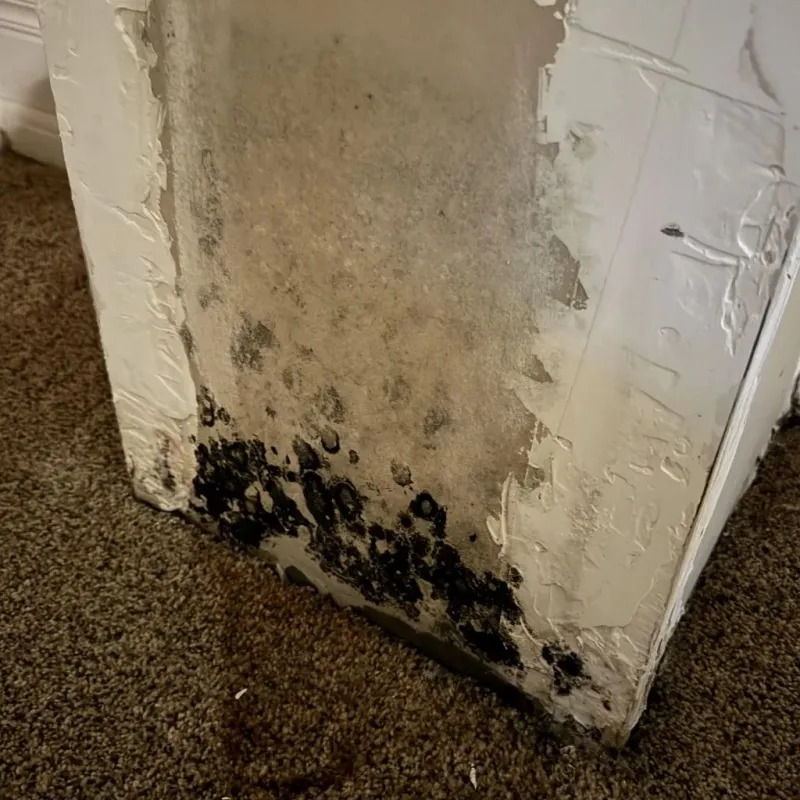 Professional Mold Removal in Mercersburg, PA